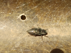 Chalcophora mariana massiliensis