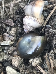 Zonitidae