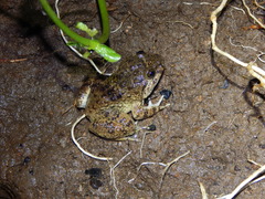 Limnonectes kuhlii