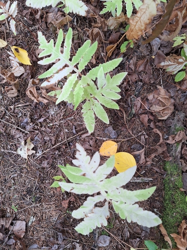 sensitive fern