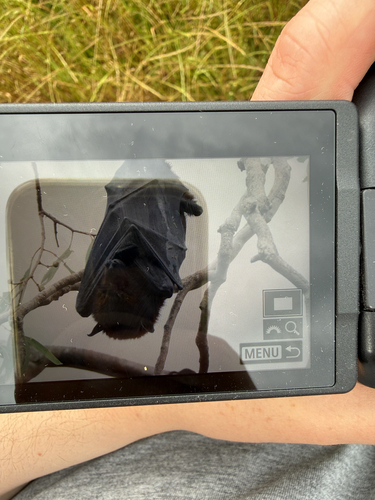 Black Flying-fox