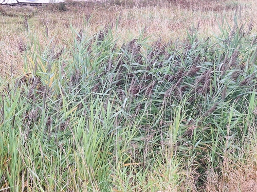 common reed