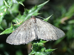 Rhoptria asperaria