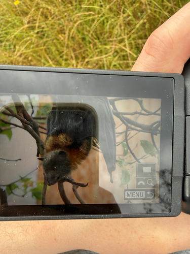 Grey-headed Flying-fox