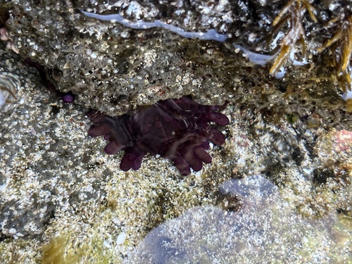 Colobocentrotus atratus, 2026-10-04