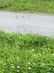 Alopecurus pratensis