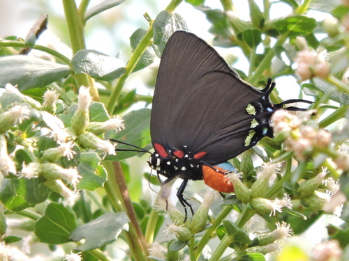 Great Purple Hairstreak photo 4