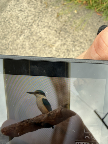 Sacred Kingfisher