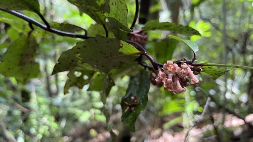 Alseuosmia quercifolia, 2026-10-04