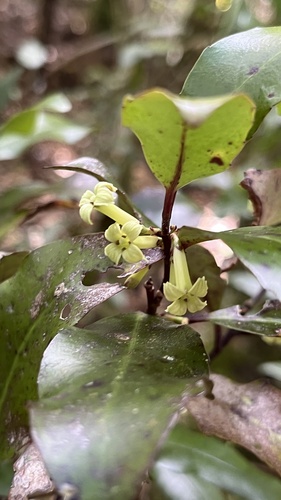 Alseuosmia quercifolia, 2026-10-04