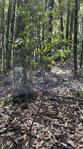 Alseuosmia quercifolia, 2026-10-04