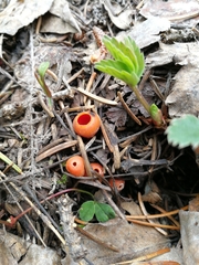 Microstoma protractum