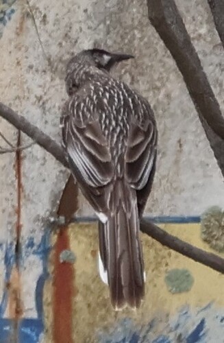 Red Wattlebird