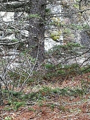 Setophaga coronata auduboni