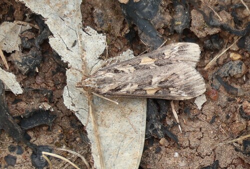 Nomophila corticalis