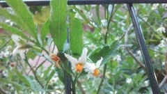 Solanum