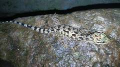 Cyrtodactylus marmoratus