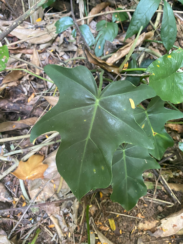 Split Leaf Climber