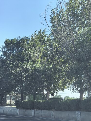 Siberian elm