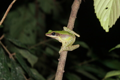 Odorrana hosii