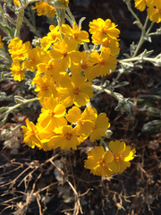 Psilostrophe gnaphalodes