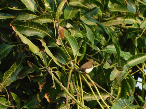 Lonchura leucogastroides, 2026-10-02