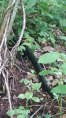 Pantherophis alleghaniensis