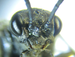 Empria longicornis