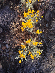 Psilostrophe gnaphalodes