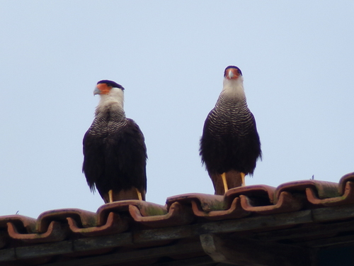 Crested Caracara
