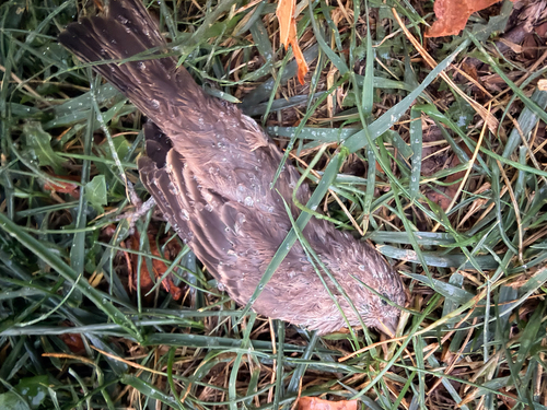 House Finch