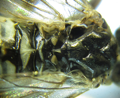 Empria longicornis