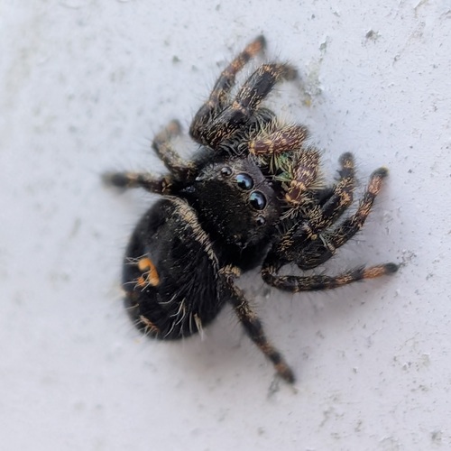 Bold Jumping Spider