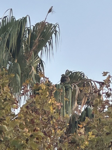 Red-tailed Hawk