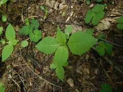 Impatiens parviflora