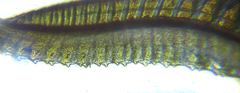 Empria longicornis