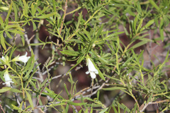 Eremophila mitchellii