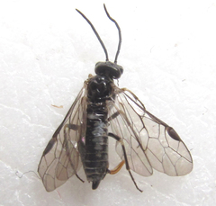 Empria longicornis
