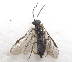 Empria longicornis