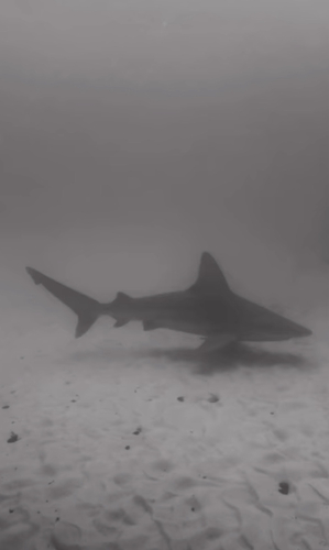 Carcharhinus plumbeus observed 2026-09-27