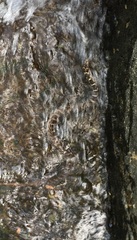 Nerodia erythrogaster