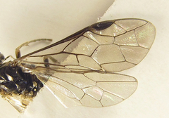 Empria longicornis
