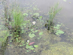 Nymphaea elegans