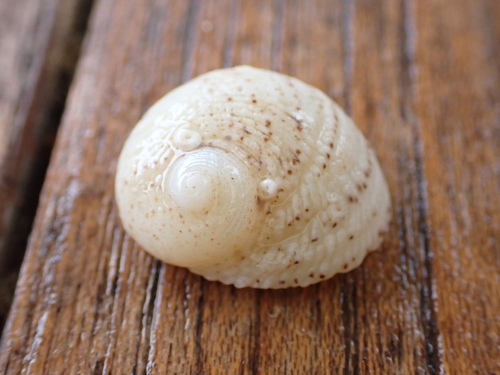 Granata imbricata observed 2026-10-05