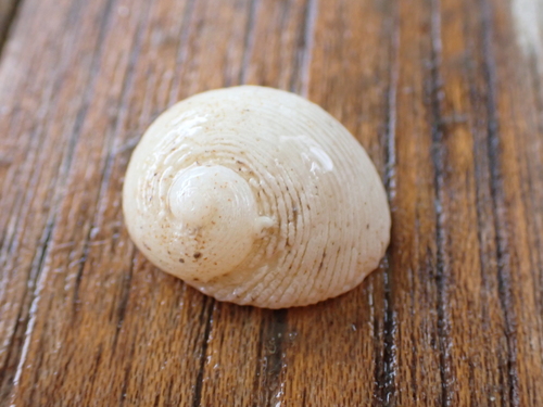 Granata imbricata observed 2026-10-05