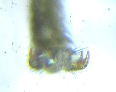 Empria longicornis