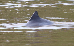 Sotalia fluviatilis
