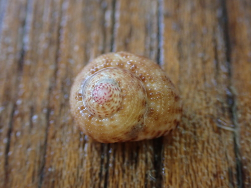 Clanculus floridus, 2026-10-05