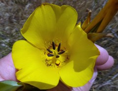 Calochortus clavatus