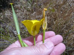 Calochortus clavatus
